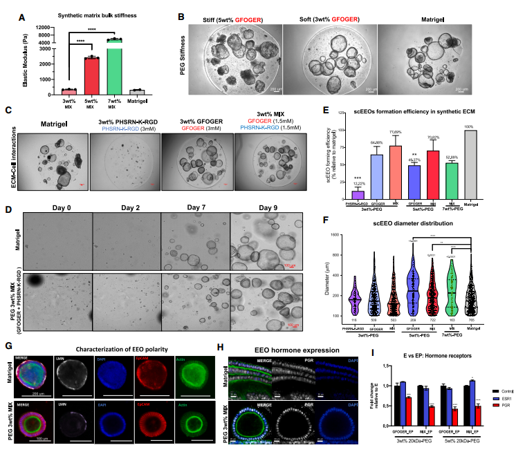 Med：全合成细胞外基质中人类子宫内膜的类器官培养共培养模型可研究上皮-间质相互作用 - OSC类器官标准化大会