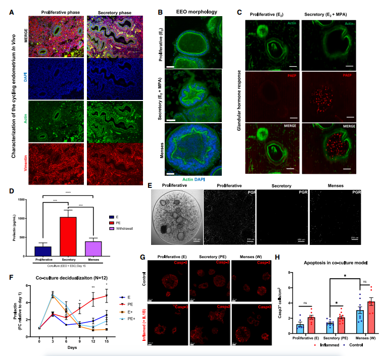 Med：全合成细胞外基质中人类子宫内膜的类器官培养共培养模型可研究上皮-间质相互作用 - OSC类器官标准化大会